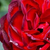 Czerwony  - Róże rabatowe floribunda - A pesti srácok emléke